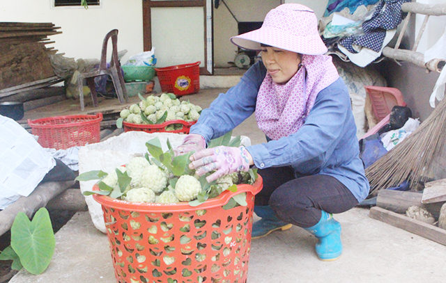 Quả na La Hiên đang là sản phẩm chủ lực mang lại lợi ích kinh tế cao cho người dân huyện Võ Nhai (Ảnh Tư liệu)