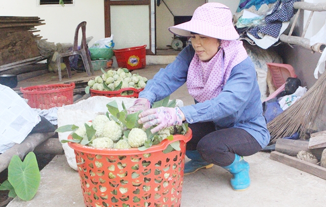 Quả na La Hiên đang là sản phẩm chủ lực mang lại lợi ích kinh tế cao cho người dân huyện Võ Nhai (Ảnh Tư liệu)
