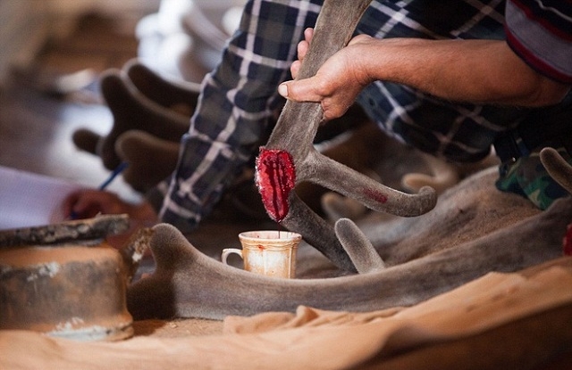 Nhung hươu ngay sau khi khai thác (Ảnh:TL)