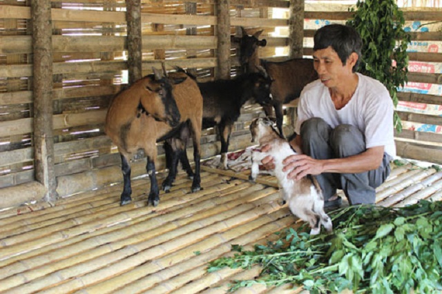 Sản xuất theo chuỗi giúp nâng cao hiệu quả kinh tế