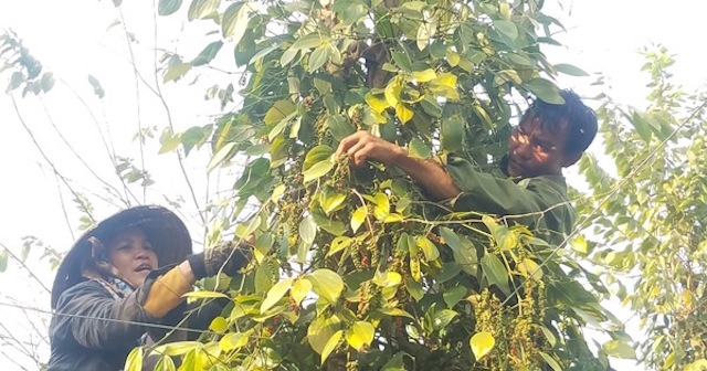 Người dân thu hoạch hồ tiêu (Ảnh: Internet)