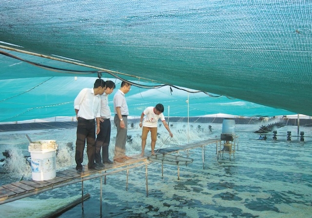 Mô hình nuôi tôm công nghệ cao của HTX mang lại hiệu quả kinh tế cao (ảnh:TL)
