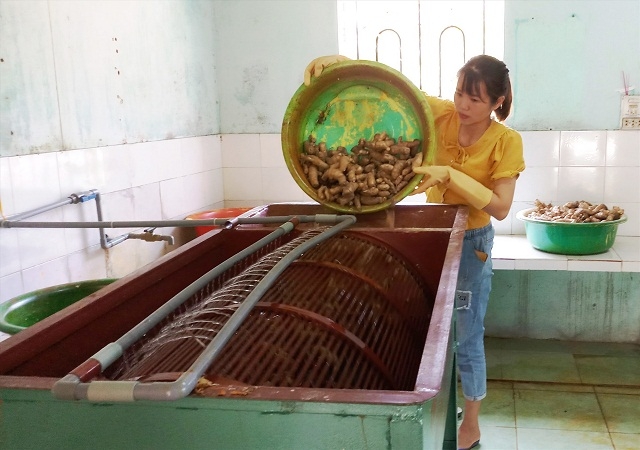 Mô hình làm tinh bột nghệ, tinh bột ngải của THT Nông nghiệp & dịch vụ Tiên Ngọc mang lại hiệu quả kinh tế cao (Ảnh: TL)