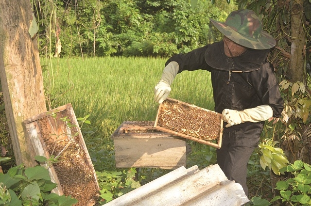 Mặc quần áo bảo hộ giúp hạn chế bị ong tấn công (Ảnh:TL)