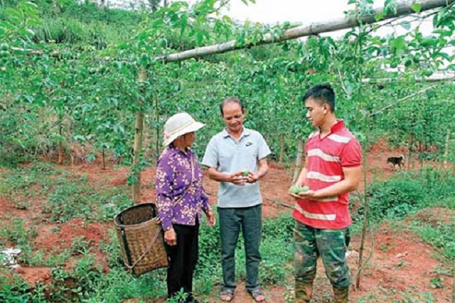 Chanh leo đang là cây giúp người dân giảm nghèo