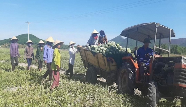 Người dân vui mừng vì vụ dưa hấu bội thu.