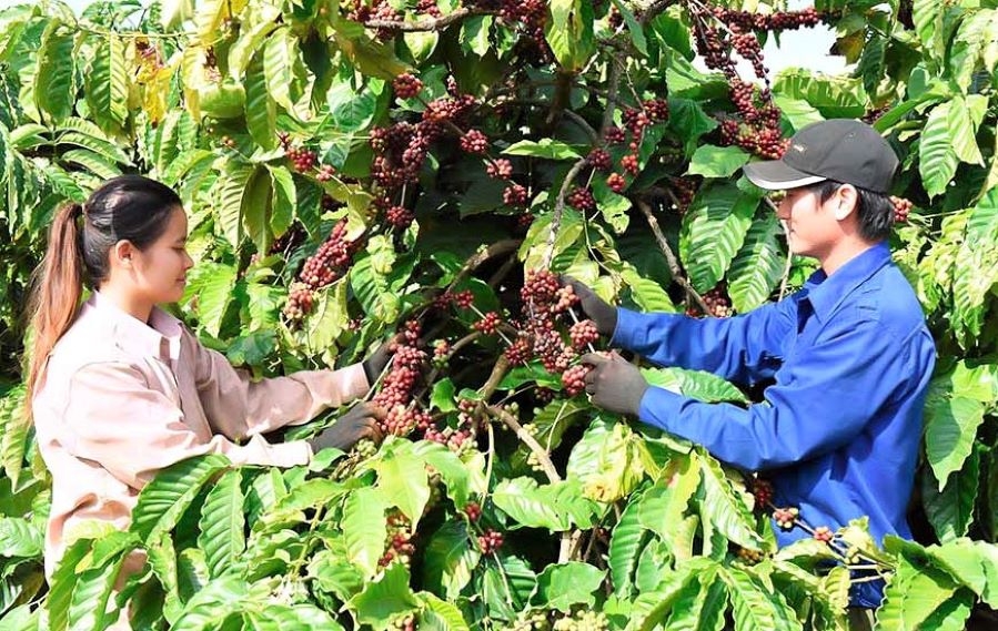 Năng suất cà phê tăng 20 - 30%, mang lại lợi ích kép cả về kinh tế và môi trường (Ảnh: TL)