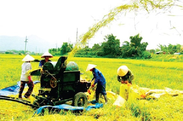 Gạo nếp cái hoa vàng của HTX kinh doanh dịch vụ tổng hợp nông nghiệp Thuỵ Lâm được chứng nhận OCOP 3 sao (Ảnh: TL)