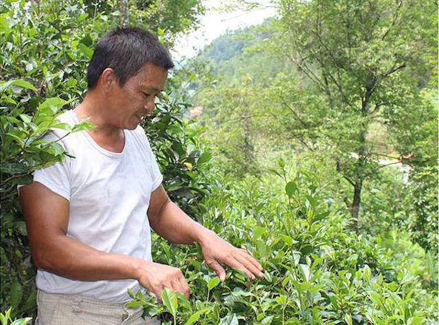 Nguồn nhân lực có trình độ luôn là khó khăn nổi cộm của các HTX nông nghiệp tại Lạng Sơn.