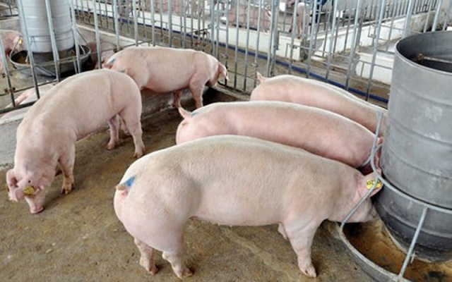 Bà con vươn lên làm giàu từ chăn nuôi heo và sử dụng sản phẩm của HTX (Ảnh TL)