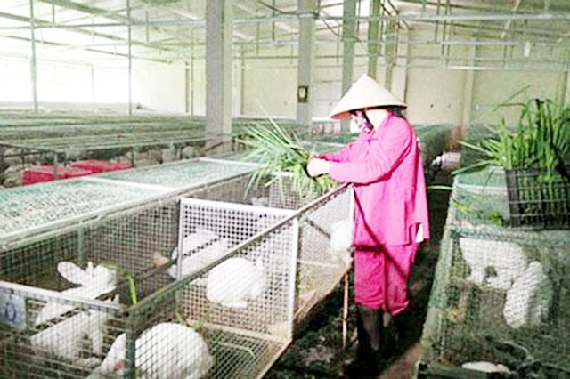 Các HTX do phụ nữ lãnh đạo ở Bắc Giang đang phát huy hiệu quả tích cực, mở hướng làm giàu cho thành viên (Ảnh Tư liệu)