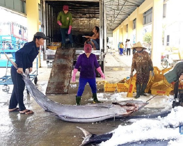 Nhờ hùn vốn đóng tàu lớn vươn khơi mà các chủ tàu ở Phần Thất đã có được nhiều phiên biển bội thu (Ảnh: TL)