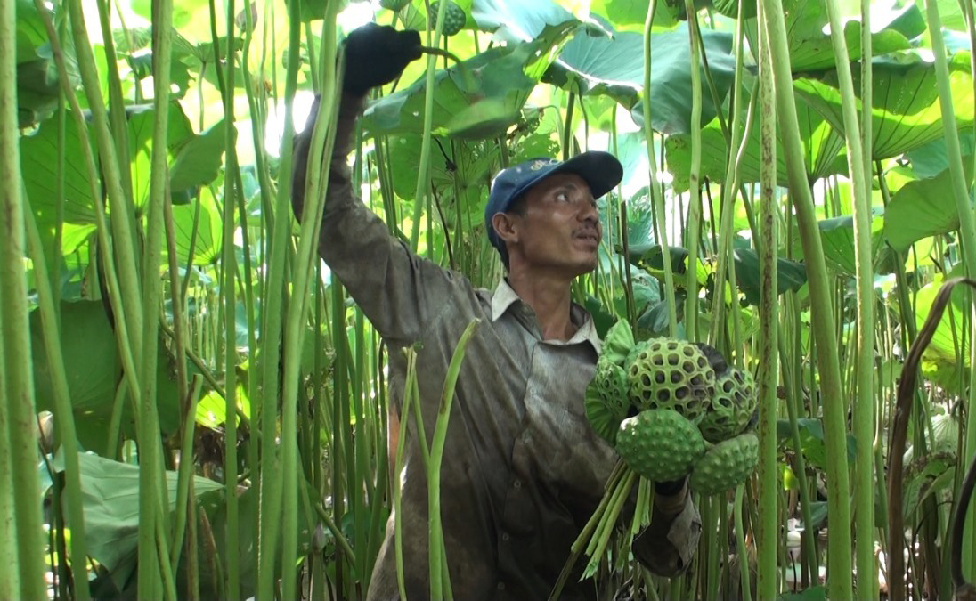 Trồng sen lấy hạt giúp thành viên HTX Lương Điền nâng cao thu nhập