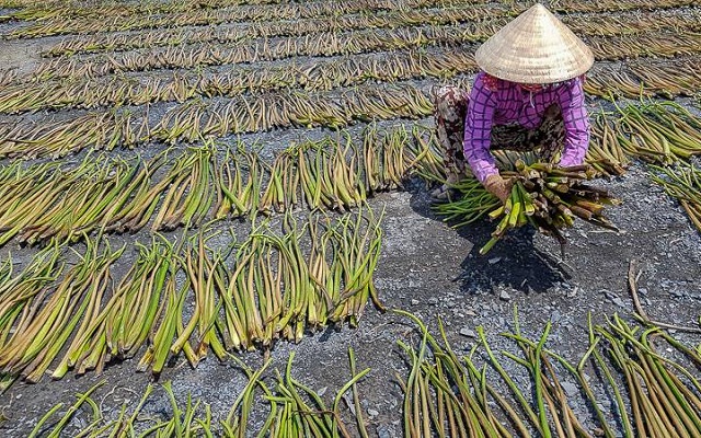Lục bình sau khi phơi khô thành nguyên liệu để làm ra các sản phẩm thủ công mỹ nghệ