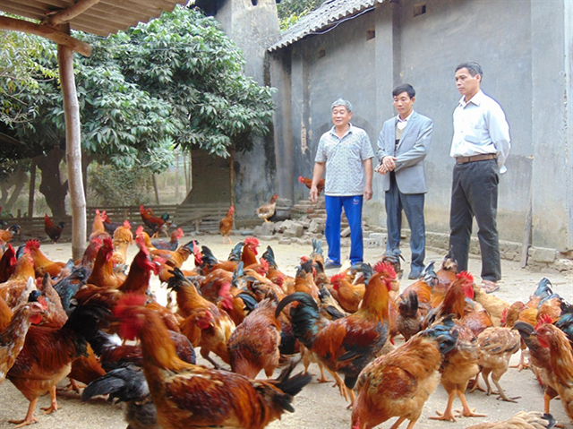 Các HTX cần thêm nhiều chính sách hỗ trợ để tạo điểm tựa giúp nông dân thoát nghèo bền vững (Ảnh TL)