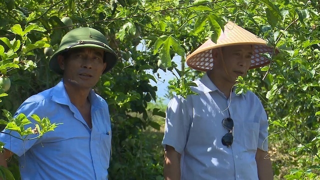 Nhiều mô hình trồng trọt trên địa bàn huyện Bình Gia đạt hiệu quả cao nhờ chương trình tái cơ cấu ngành nông nghiệp.