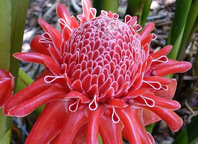 Giống hoa sen Đa Lộc có hoa nở to rất đẹp (Ảnh:TL)