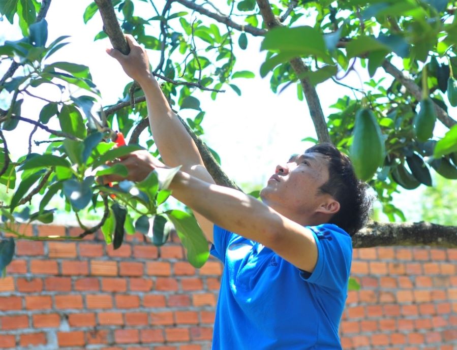 Khu vực kinh tế hợp tác đóng góp quan trọng hoàn thành và nâng cao tiêu chí thu nhập, giảm nghèo trong xây dựng nông thôn mới (Ảnh: TL)