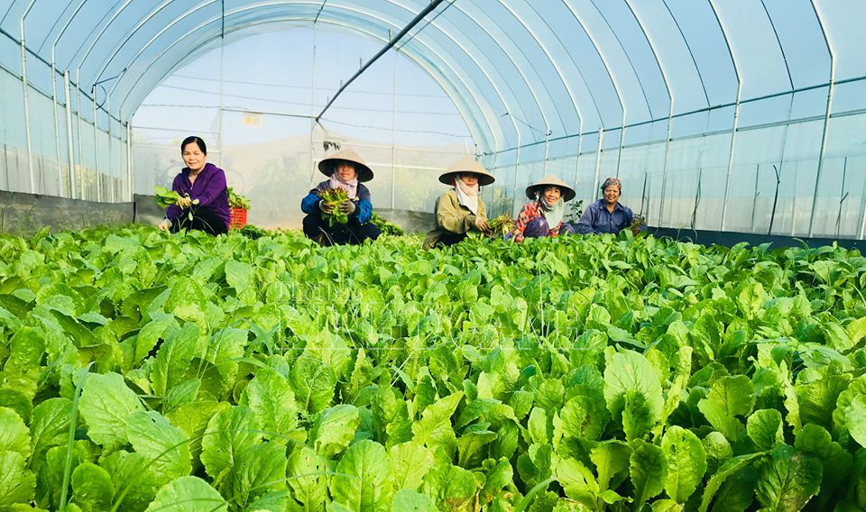 Rau trồng trong nhà lưới có thể chủ động về nhiệt độ, tưới tiêu, hạn chế sâu bọ.