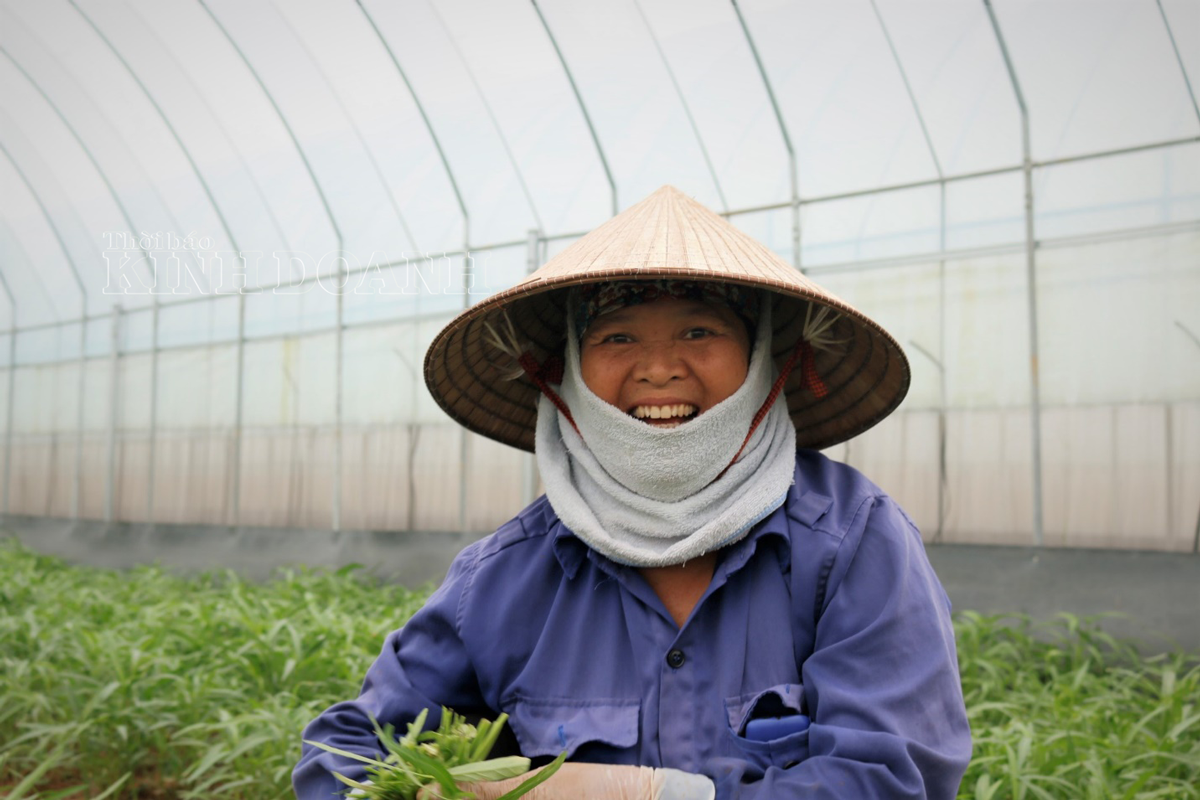 Bà Lê Thị Định đang thu hoạch rau muống.