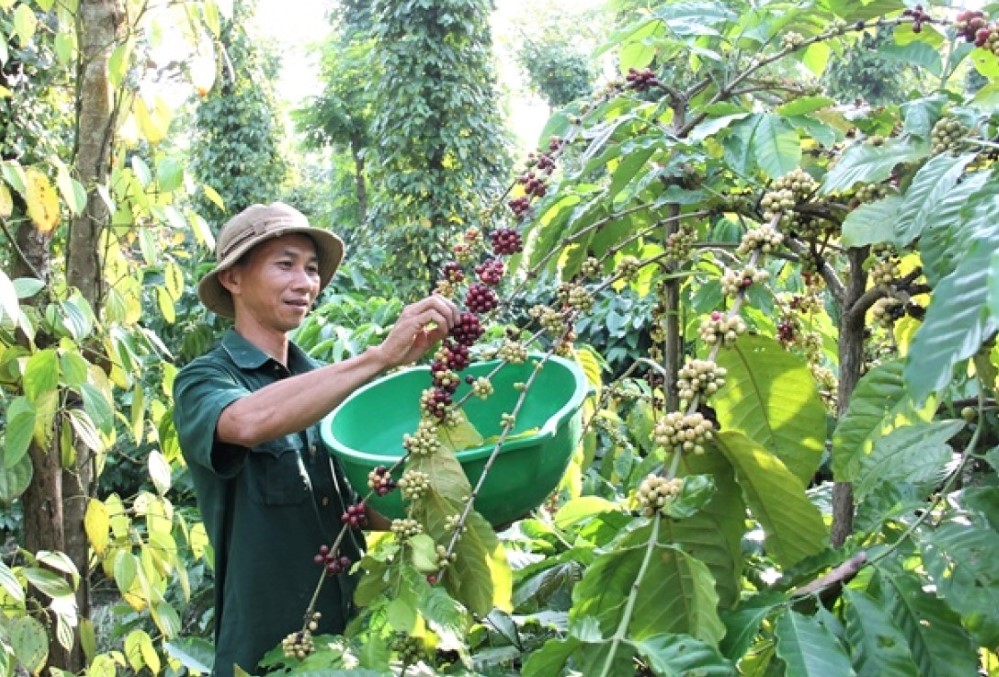Các mô hình sản xuất nông nghiệp theo hướng sạch góp phần nâng cao thu nhập cho người dân (Ảnh: TL)