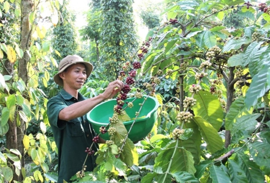 Các mô hình sản xuất nông nghiệp theo hướng sạch góp phần nâng cao thu nhập cho người dân (Ảnh: TL)