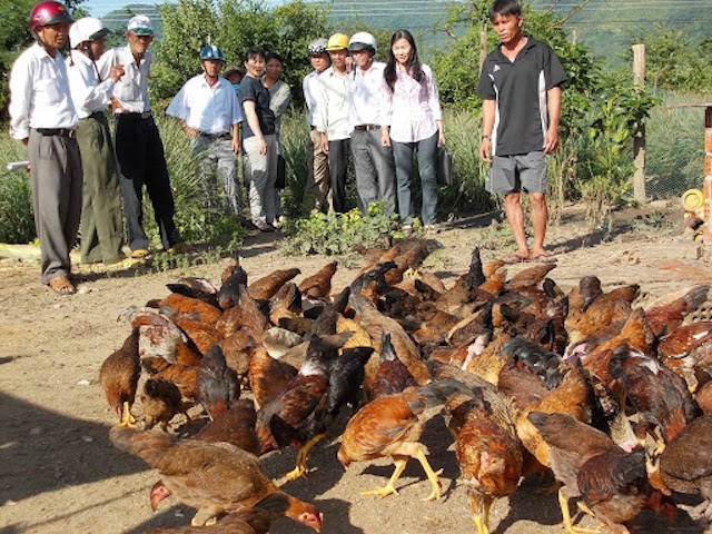 Nhiều lao động nông thôn ở Tuy Phước quan tâm học hỏi nghề chăn nuôi