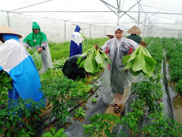 Mô hình trồng rau an toàn của HTX nông nghiệp Phước Hiệp tạo công ăn việc làm cho nhiều lao động địa phương