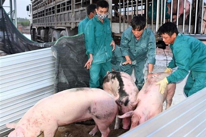 Nếu cộng tất cả các chi phí, giá thành lợn hơi nhập từ Thái Lan vào khoảng 80.000 đồng/kg (Ảnh minh họa: Internet)