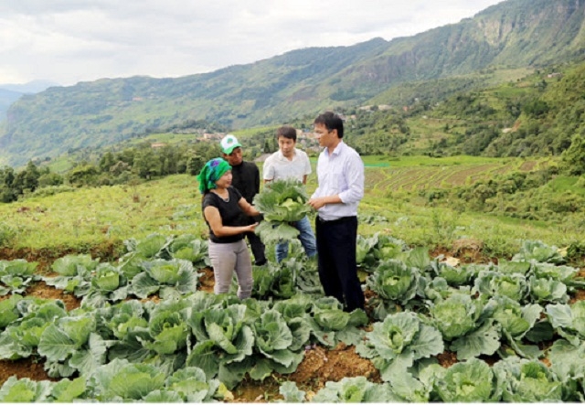 Trồng rau bắp cải trái vụ được người dân Lao Chải chú trọng