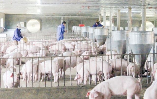 Chăn nuôi an toàn sinh học là yêu cầu cấp thiết để đảm bảo tái đàn lợn thành công vào cuối năm nay theo mục tiêu của Bộ NN&PTNT (Ảnh: Internet)