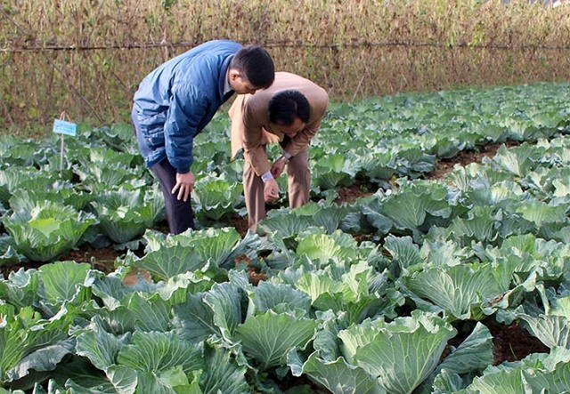 Người dân tích cực chuyển diện tích đất kém hiệu quả sang trồng rau sạch sẽ góp phần giảm nghèo bền vững (Ảnh: TL)