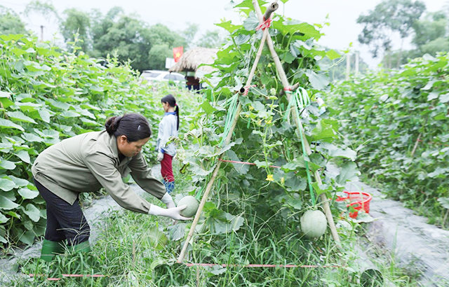 Hiệu quả của các HTX, tổ hợp tác đang giúp giảm mạnh tỷ lệ hộ nghèo toàn huyện.