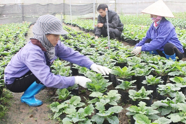 Các HTX đang được tạo nhiều điều kiện để phát triển tại Phú Lương (Ảnh Tư liệu)