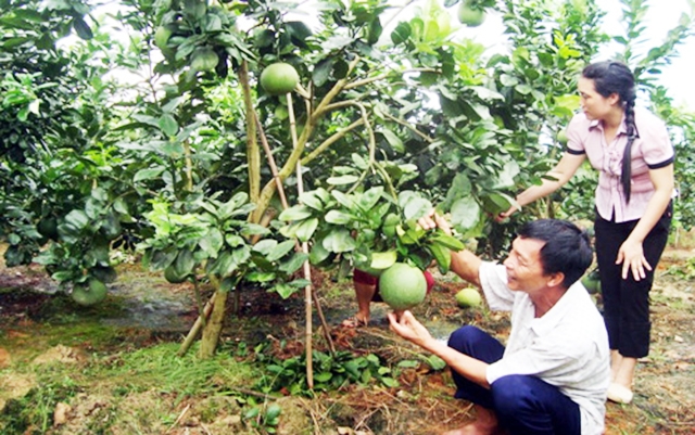 Thành công trong xây dựng NTM có dấu ấn lớn từ phát huy hiệu quả nông nghiệp với sự tham gia của các HTX và THT.