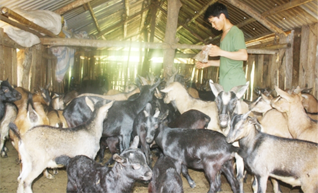 Có HTX, tập quán chăn thả tự do gây mất ATLĐ được loại bỏ, thay vào đó là chăn nuôi tập trung cho hiệu quả cao (Ảnh Tư liệu)