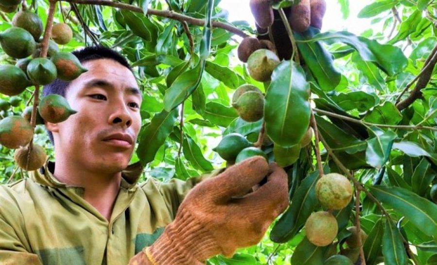 Krông Năng là địa phương có thế mạnh phát triển cây mắc ca - vốn được mệnh danh là “nữ hoàng quả khô”.