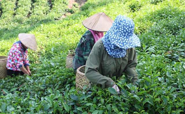 Vấn đề ATLĐ đang được các HTX đặc biệt quan tâm nhằm nâng cao lợi ích cho nông dân (Ảnh TL)