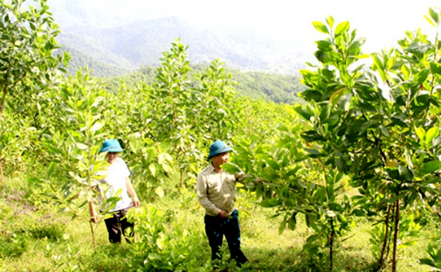 Sản xuất an toàn đang góp phần nâng cao thu nhập cho người dân địa phương (Ảnh TL)