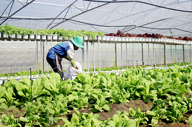 Ý thức về ATLĐ của người dân, đặc biệt là nông dân liên kết với HTX ngày càng được nâng cao (Ảnh TL)