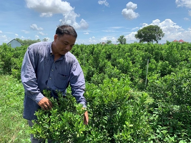 Vốn ngân hàng đã giúp anh Nguyễn Công Bằng, xã Thạnh Trị, thị xã Kiến Tường (Long An) chuyển đổi cơ cấu cây trồng