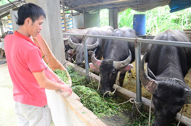 Vỗ béo trâu bò đang mở hướng giảm nghèo cho người dân (Ảnh:TL)