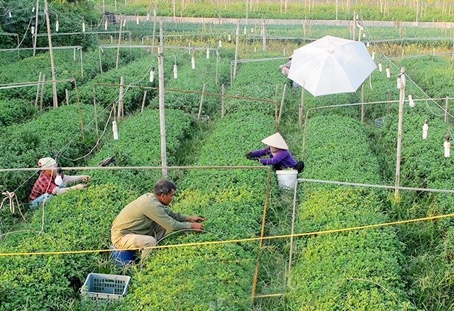 Trồng hoa trở thành ngành