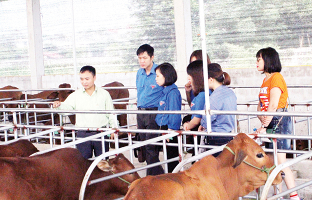 HTX Lúa Vàng đang có doanh thu trên 20 tỷ đồng/năm, là điểm tựa cho nhiều nông dân thoát nghèo, làm giàu (Ảnh Tư liệu)