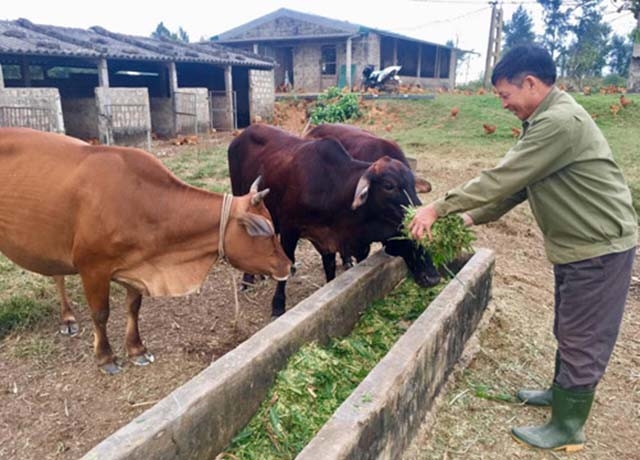 Không chỉ triển khai mô hình chăn nuôi bò giỏi, anh Nguyễn Văn Bồn ở xã Trung Trạch, huyện Bố Trạch, Quảng Bình còn là nông dân trực tiếp tham gia dạy nghề cho nhiều nông dân trên địa bàn huyện.