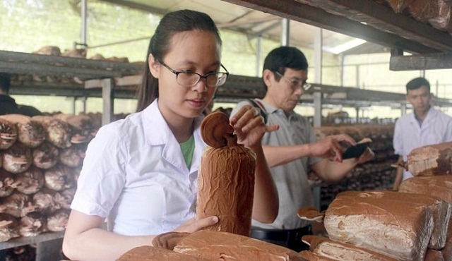 Trung tâm kỹ thuật kiểm tra nấm lim xanh (Ảnh: TL)