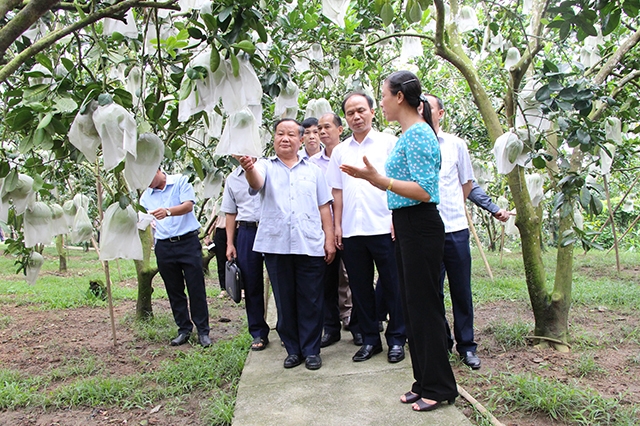 Hiệu quả trong nông nghiệp là nhân tố quan trọng tạo nên thành công trong NTM xã Tiên Hội.
