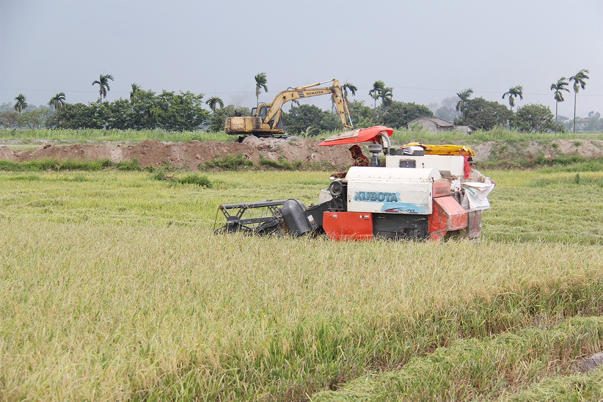 Nhờ dồn điền đổi thửa, xây dựng cánh đồng lớn nên HTX Đại Thành đã thực hiện mô hình sản xuất lúa gạo theo tiêu chuẩn VietGAP, giảm chi phí nâng cao hiệu quả sản xuất (Ảnh: Phạm Duy)