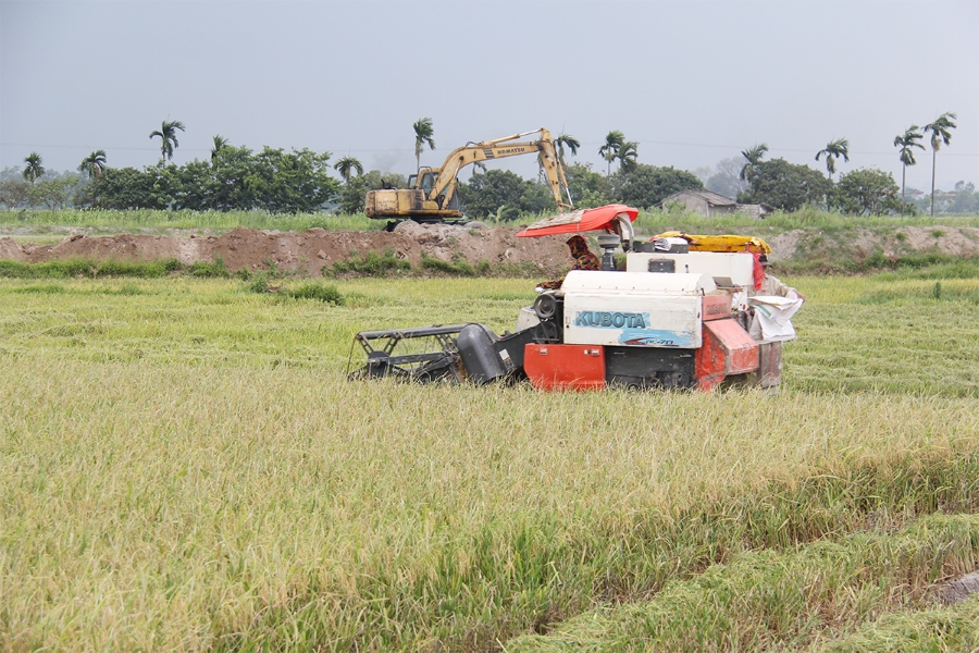 Nhờ dồn điền đổi thửa, xây dựng cánh đồng lớn nên HTX Đại Thành đã thực hiện mô hình sản xuất lúa gạo theo tiêu chuẩn VietGAP, giảm chi phí nâng cao hiệu quả sản xuất (Ảnh: Phạm Duy)