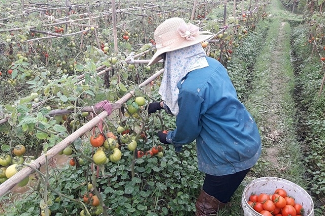 Trồng cà chua theo hướng hàng hóa giúp người dân nâng cao thu nhập